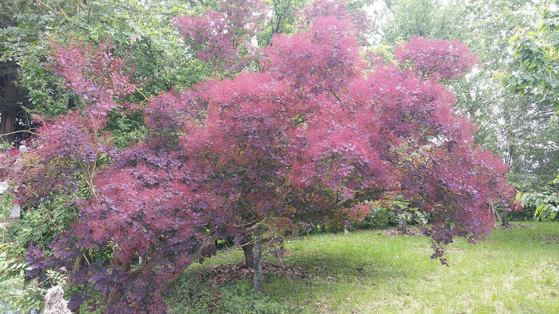 Arbre à perruques