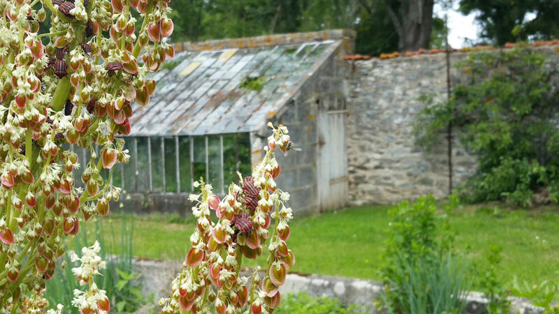La serre du potager